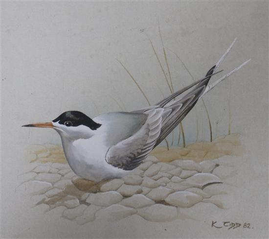 K J Kidd gouache of a Tern and 4 H Weir etchings of birds